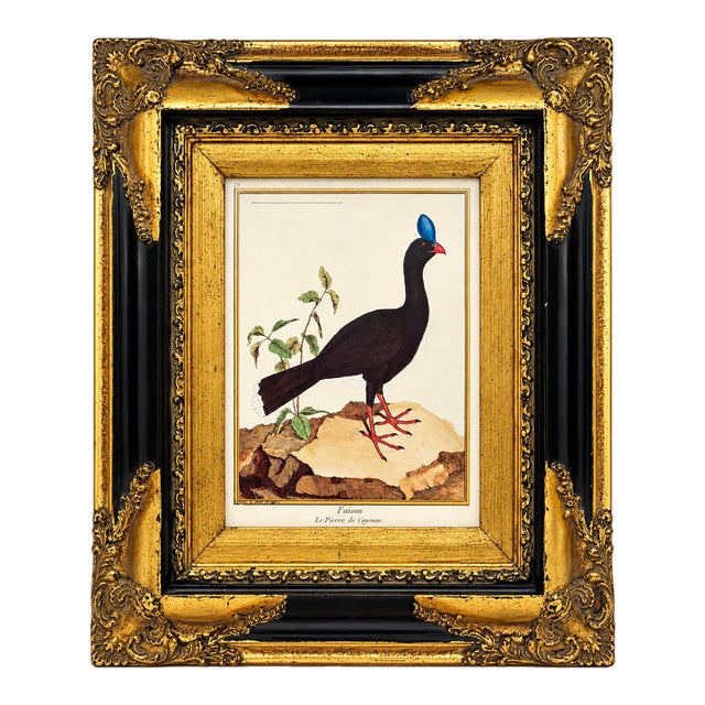 Vintage French Natural History Scientific Bird Reproduction Print Art & Gilded Wood Frame For Sale