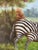 Vintage Original Zebra Oil Painting in Gilt Frame - Mother and Child Scene For Sale In Miami - Image 6 of 8