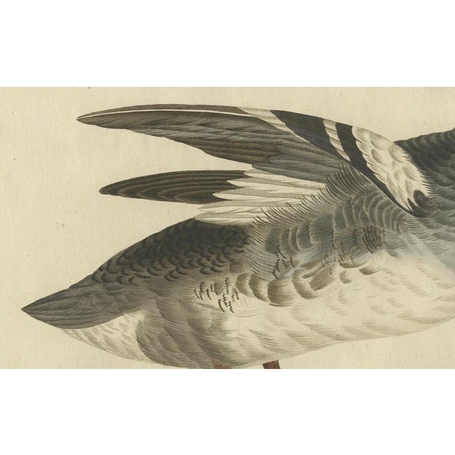 Sepp & Nozeman, Male Common Merganser, 1809, Print For Sale - Image 4 of 10