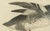Sepp & Nozeman, Male Common Merganser, 1809, Print For Sale - Image 4 of 10