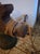Antique Bronze Bell on Wooden Yoke and Wrought Iron Fittings, 1700s For Sale - Image 5 of 8