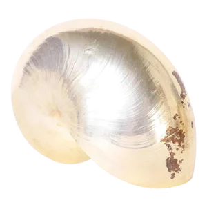 Gold Plated Nautilus Shell