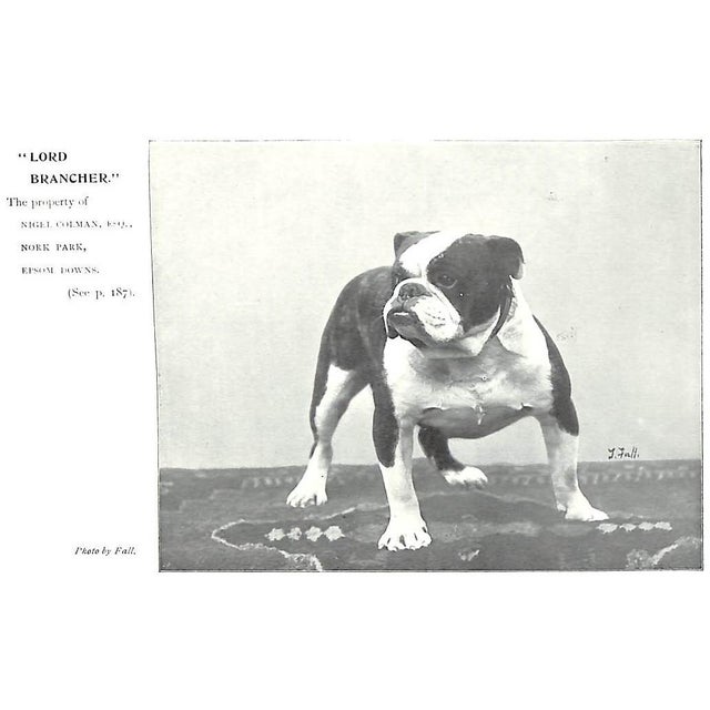 White "Bull Dogs and Bulldog Men" 1905 Cooper, H. St. John For Sale - Image 8 of 12