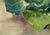 Traditional Eloise Gardiner Giles Cabbage and Onion Watercolor With Collage For Sale - Image 3 of 6