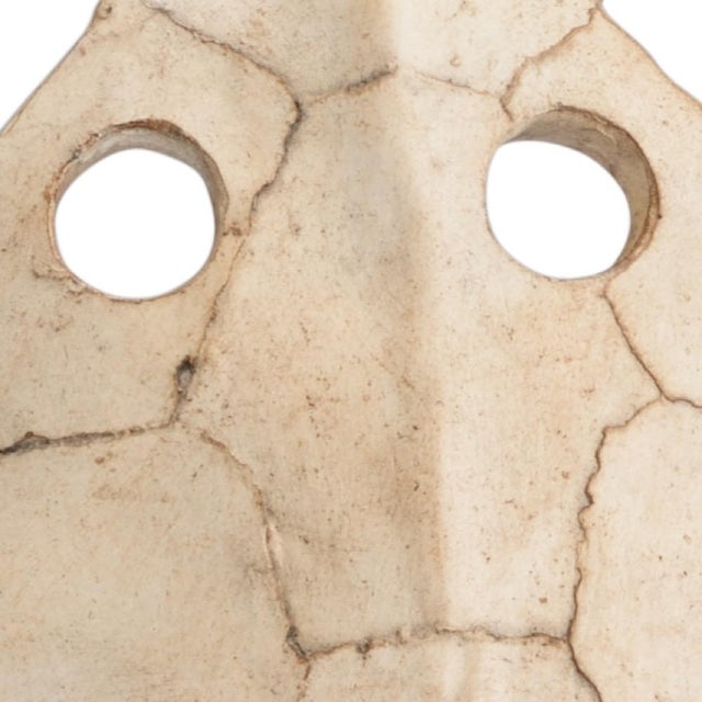 Display this nature inspired accent in your home. Sulcata turtle features an aged whitewashed composite supported by a...