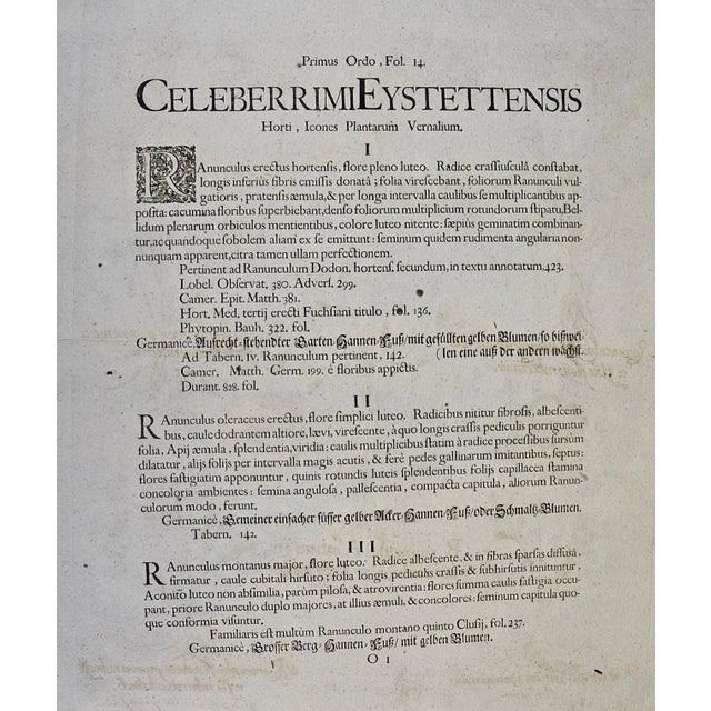 Basilius Besler Buttercup Flowers: A Besler 18th Century Hand-colored Botanical Engraving, 1713 For Sale - Image 9 of 9