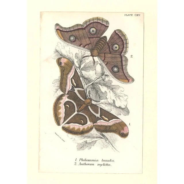 This is a set of 2 antique British chromolithographs that are part of a grouping we recently purchased in Europe. (See...