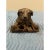 Resin Dog Form Tobacco Box, Vintage For Sale In San Francisco - Image 6 of 11