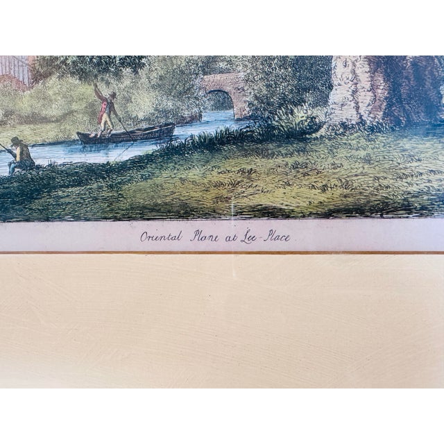 J. G. Strutt, Oriental Plane at Lee Place 1824 Colored Engraving Framed by Throwbridge Gallery London For Sale - Image 4 of 7