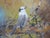 Paper Michael Woodcock, Grey Jay, Wildlife Study, 1980s, Watercolour For Sale - Image 7 of 14