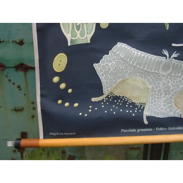 Vintage Botanical School Wall Chart by Jung, Koch, & Quentell for Hagemann For Sale - Image 6 of 9