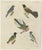 Bertuch, Five Exotic Birds, 1805, Print For Sale - Image 3 of 12