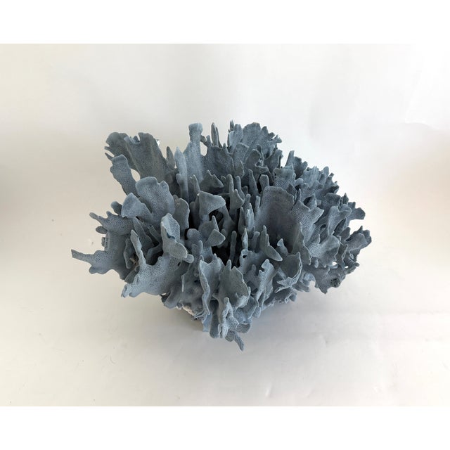 Stunning statement size natural Blue Coral specimen with remnants of sea life attached and a cut and polished base to...
