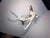 Mid 20th Century Dorothy Doughty Scissor Tailed Flycatchers - a Pair For Sale - Image 10 of 16