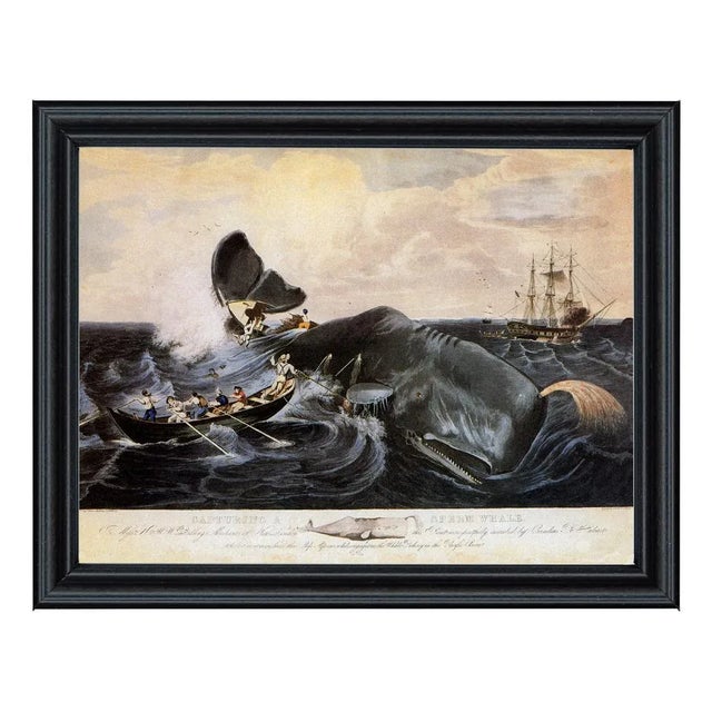Capturing a Sperm Whale Print Behind Glass in Black Solid Wood Frame- 11x14" Print, 12-3/4" X 15-3/4" Framed For Sale - Image 4 of 4