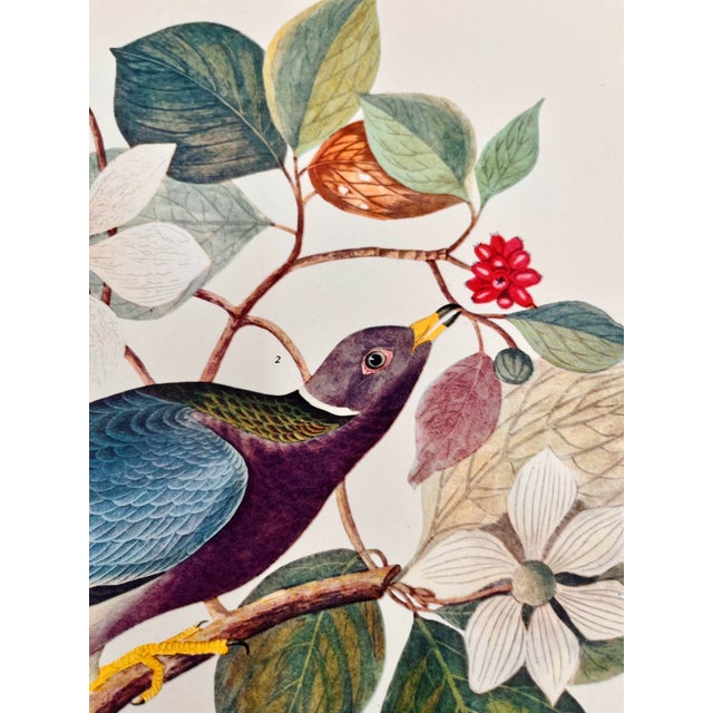 Blue 1964 Audubon Folio Lithograph Great Bird Paintings – “Band Tailed Pigeon” 17x14 For Sale - Image 8 of 10