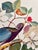 Blue 1964 Audubon Folio Lithograph Great Bird Paintings – “Band Tailed Pigeon” 17x14 For Sale - Image 8 of 10