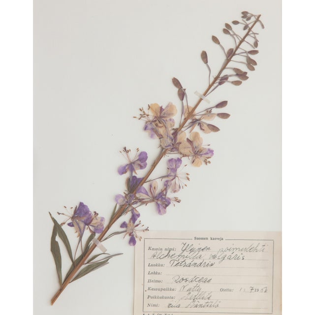 1950s Custom Framed Vintage Finnish Herbarium Botanical Specimens, Set of Four For Sale - Image 5 of 16
