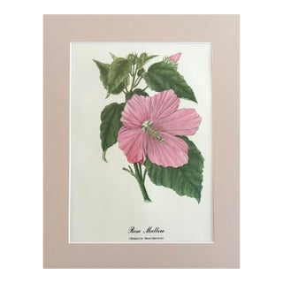 Vintage Mary Vaux Walcott Print in 11x14 Mat, Ready to Frame: Rose Mallow For Sale