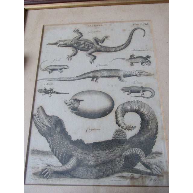 A fine set of Antique Prints depicting Reptiles. The Prints are both dated in pencil "1769" or something similar and have...