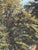 Godfred Christensen, Sunlit Beech Forest, Oil Painting, 1879 For Sale - Image 6 of 11