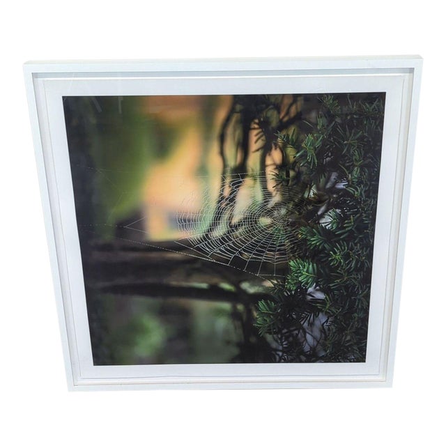 Kimberley Carr Harmon Photography Framed Spider Web Print For Sale