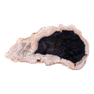 Hand Cut & Polished Petrified Wood Board 2 For Sale