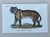 Brown Vintage Framed Animal Illustrations - Set of 4 For Sale - Image 8 of 13