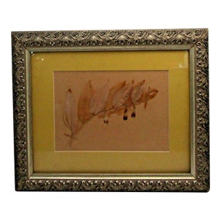 1939 Pressed Framed Swedish Herbaria With Nomenclature Label For Sale