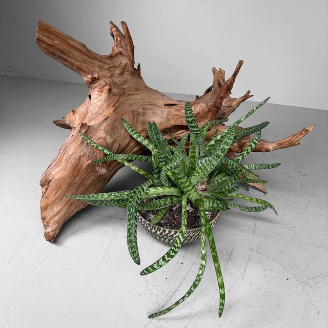 A remarkable Japanese koboku object made from natural root wood, with a powerful organic form and a light, warm wood tone....