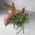 A remarkable Japanese koboku object made from natural root wood, with a powerful organic form and a light, warm wood tone....