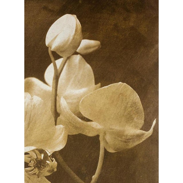 Ian Sanderson, Orchid 2, 2010, Archival Pigment Print For Sale - Image 4 of 6