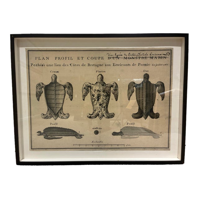 Natural Curiosities Large 1765 French Leatherback Sea Turtle Study Reproduction Print, Framed For Sale