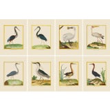 Shore Bird Grouping by Martinet Blue and White Giclee Reproductions - Sest of 8 For Sale
