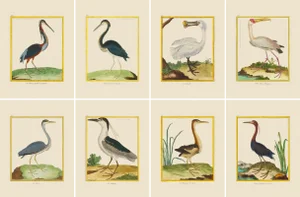 Shore Bird Grouping by Martinet Blue and White Giclee Reproductions - Sest of 8
