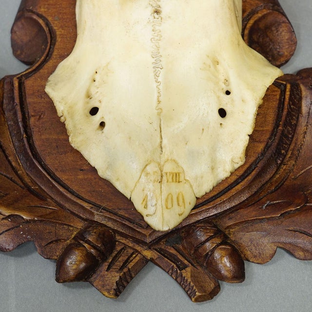 Antique Set of Black Forest Roe Deer Trophies, Germany Ca. 1890s/1900s For Sale - Image 9 of 10
