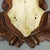 Antique Set of Black Forest Roe Deer Trophies, Germany Ca. 1890s/1900s For Sale - Image 9 of 10
