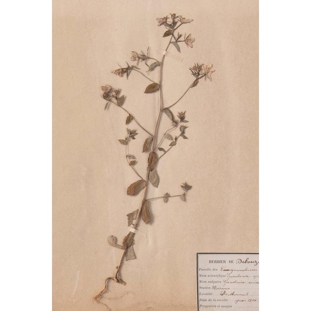 Herbarium, Paper, Framed For Sale - Image 5 of 11
