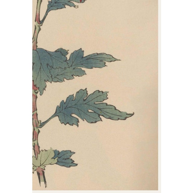 Not Yet Made - Made To Order Japanese Spider Mum by Hasegawa, Vintage Botanical Art Print, 12" X 18" For Sale - Image 5 of 8