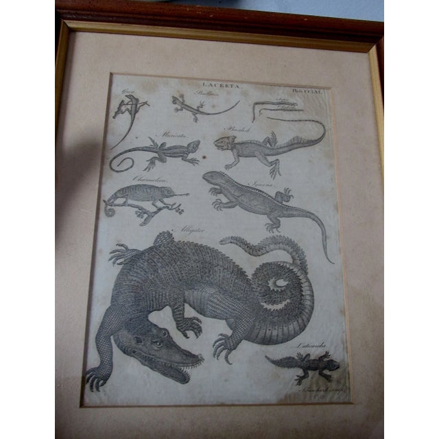 Paper Pair Antique Circa 1789 Natural History Engravings, Reptiles, Lizards, Alligators For Sale - Image 7 of 9