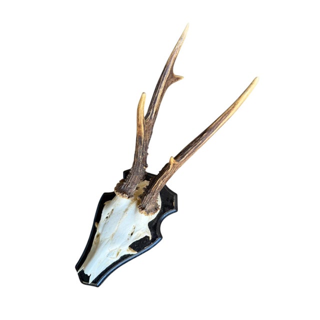 Cabin Roe Deer Trophy Rd43 Black Forest Antlers Jawbone on Back For Sale - Image 3 of 5