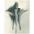 Abstract 1928 Original Period Photogravure N95 of Golden-Flowered Columbine by K. Blossfeldt For Sale - Image 3 of 6