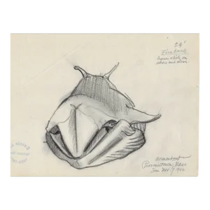 1946 Norman Kent Provincetown Beached Whale Drawing