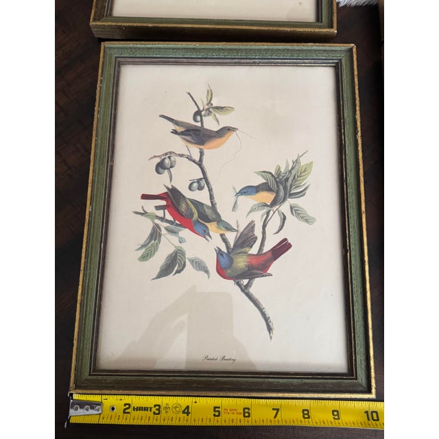 Green Vintage Audubon-Style Framed Bird Prints — Set of Four For Sale - Image 8 of 12