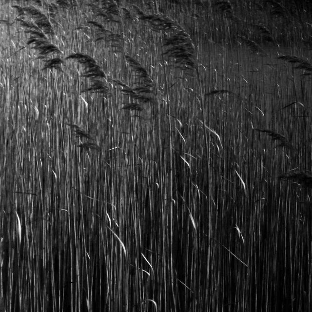 Not Yet Made - Made To Order Paul Cooklin, Water Reeds IX, Edition of 50 For Sale - Image 5 of 5