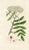 Illustration Antique Tree Prints by Sowerby, Set of 6, Early 1800s, Original Hand Colored Engravings, England, First Edition For Sale - Image 3 of 7