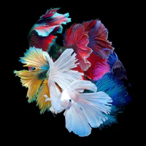 "The Betta Gang" Contemporary Fish Still Life Color Photograph by Michael Filonow