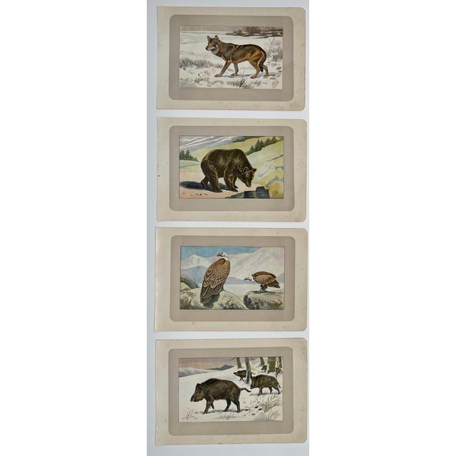 These handsome photogravure printed pages are illustrated by P. Mahler, a German artist. The subject is wild animals,...