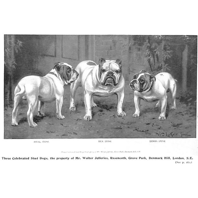 "Bull Dogs and Bulldog Men" 1905 Cooper, H. St. John For Sale In New York - Image 6 of 12