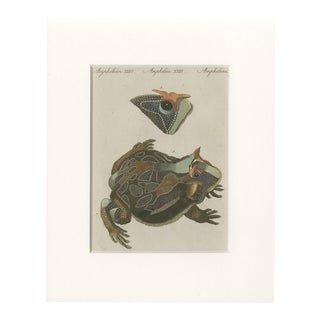 Antique South American Horned Frog, 1798 For Sale